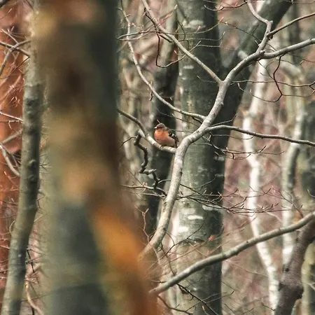 Bleu Minuit L'arche ロッジ
